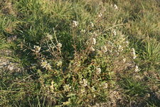 Arabette