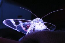 Catocala elocata 