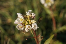 Fleurs d