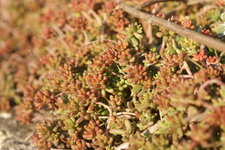 Sedum rubrotinctum