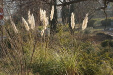 Herbe de la pampa