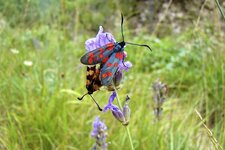 Zygenes de la Filipendule