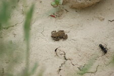 Petite grenouille