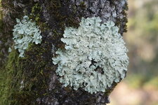 Lichen