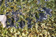 Peltigera collina