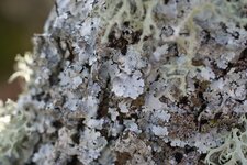 Lichen