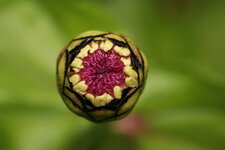 Eclosion d