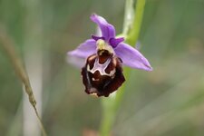 Ophrys bourdon