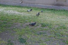 Pigeons
