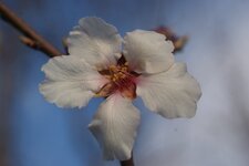 Fleur d