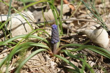 Muscari négligé