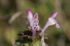 Lamier amplexicaule
