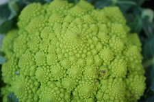Chou romanesco - brassica oleracea