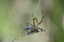 Argiope bruennichi femelle