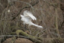 Aigrette garzette