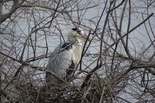Héron cendré - Ardea cinerea