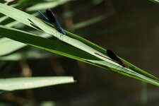 Calopteryx