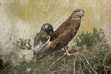 Circaète jean-le-blanc - Circaetus gallicus