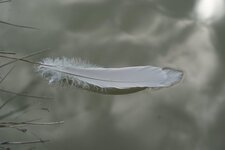 Plume