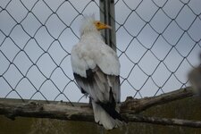 Vautour percnoptère - Neophron percnopterus