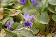 Violette odorante - sous réserve