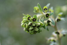 Euphorbe characias