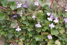 Cymbalaire des murs