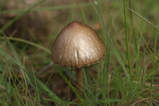 Champignon