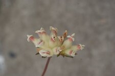 Anthyllide alpestre