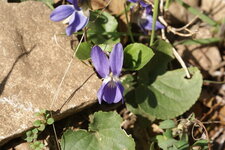 Violette odorante