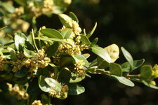 Buis en fleur