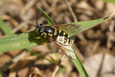Chrysotoxe prudente