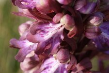 Himantoglossum robertianum
