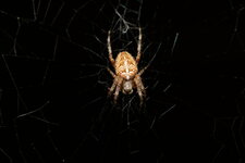 Araneus diadematus