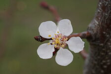 Fleur de cerisier