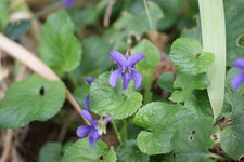 Violette hérissée ?