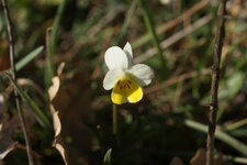 Pensée des champs