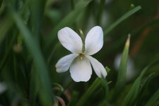 Violette blanche