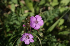 Bec de grue acaule
