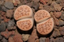 Lithops