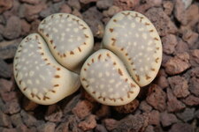 Lithops