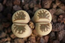 Lithops