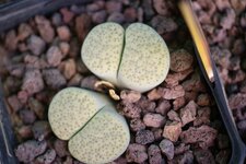 Lithops