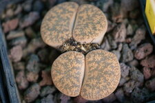 Lithops