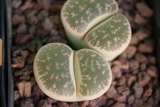 Lithops