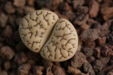 Lithops