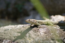 Lézard