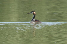 Grèbe et son petit