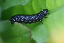 Larve de Gonioctena viminalis ?