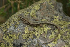 Lézard